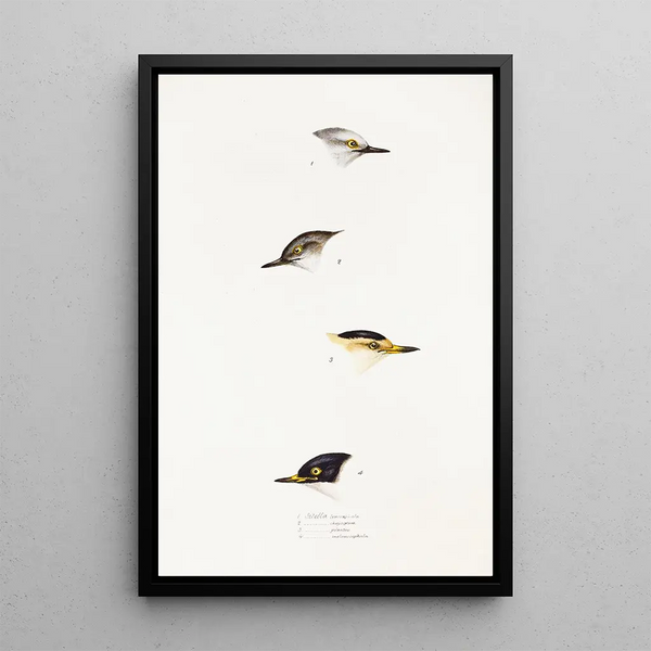 Una vista de las aves de Australia y las islas adyacentes Pl68 - Elizabeth Gould — cuadro enmarcado en la pared