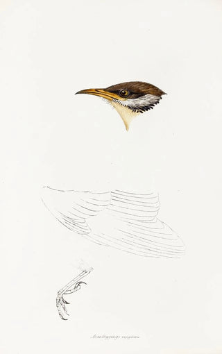 Elizabeth Gould - A synopsis of the birds of Australia and the adjacent Islands Pl69.webp