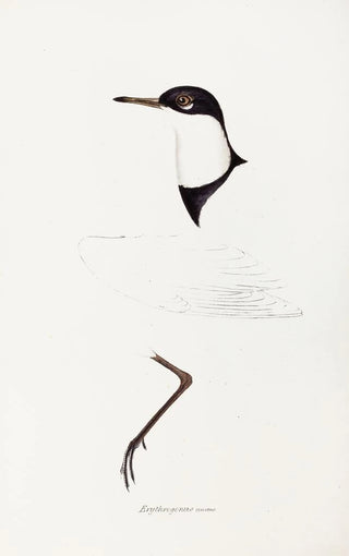 Elizabeth Gould - A synopsis of the birds of Australia and the adjacent Islands Pl73.webp