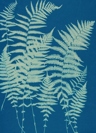 Ella J C Hurd - Ferns of Huntington Long Island Pl03.webp