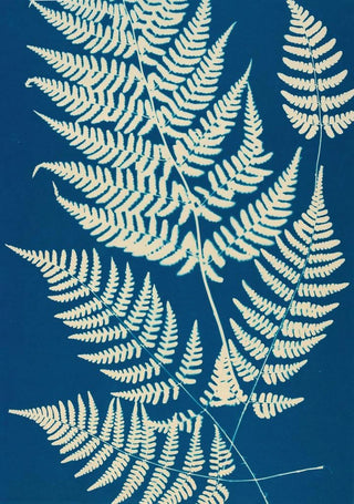 Ella J C Hurd - Ferns of Huntington Long Island Pl04.webp