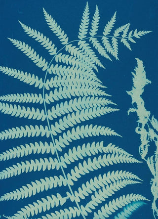 Ella J C Hurd - Ferns of Huntington Long Island Pl14.webp