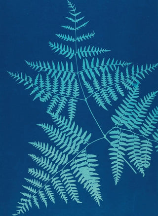 Ella J C Hurd - Ferns of Huntington Long Island Pl38.webp