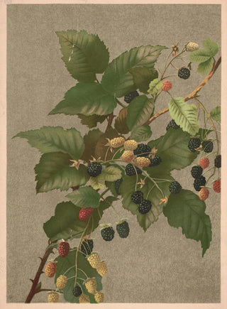 Ellen Fisher - Blackberries.webp