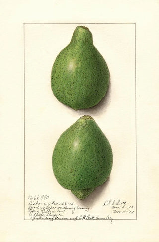 Ellen Isham Schutt - Citrus aurantiifolia Lisbon.webp