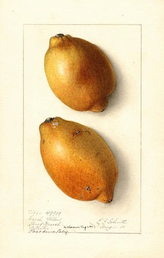 Ellen Isham Schutt - Citrus limon Fresh Yellow.webp