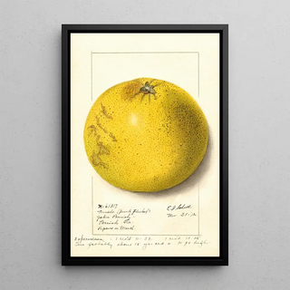 Ellen Isham Schutt - Citrus paradisi Pink Fleshed.webp