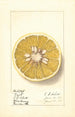 Citrus paradisi Royal - Ellen Isham Schutt — vista de la obra