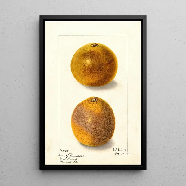 Ellen Isham Schutt - Citrus sinensis.webp