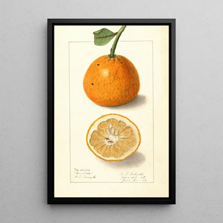 Ellen Isham Schutt - Citrus sinensis Bonboro.webp