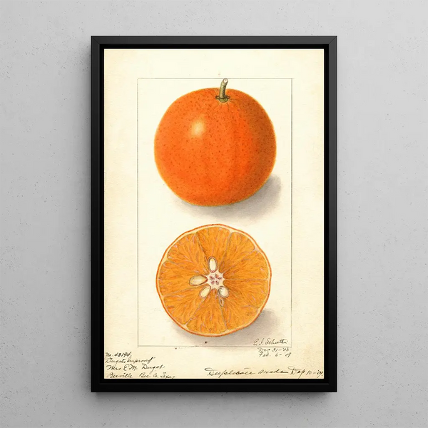 Ellen Isham Schutt - Citrus sinensis Dugats Improved.webp