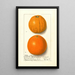 Citrus sinensis Washington Navel - Ellen Isham Schutt — framed artwork on a wall