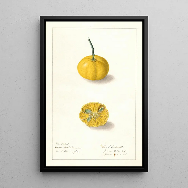 Fortunella Ukow Tachibana - Ellen Isham Schutt — framed artwork on a wall