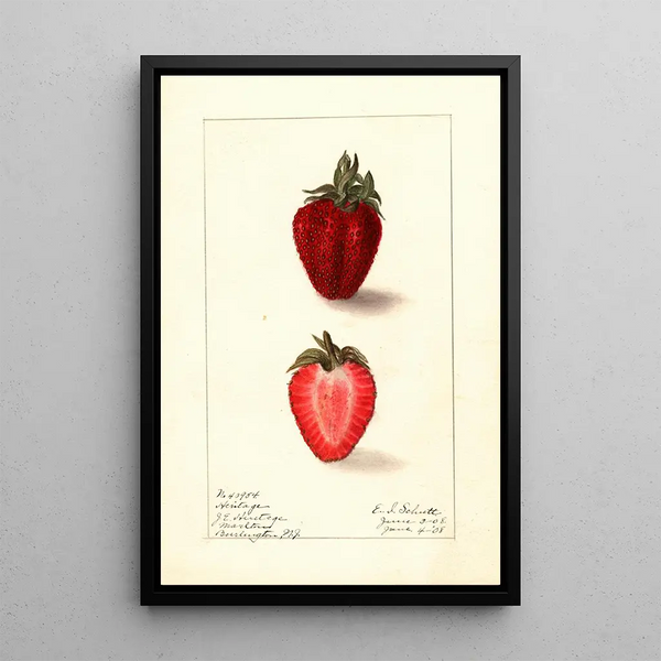 Fragaria Heritage - Ellen Isham Schutt — framed artwork on a wall