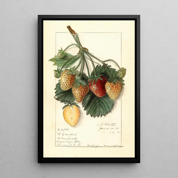 M Fragaria - Ellen Isham Schutt — framed artwork on a wall