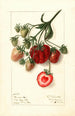 Fragaria Pocahontas - Ellen Isham Schutt — vista de la obra
