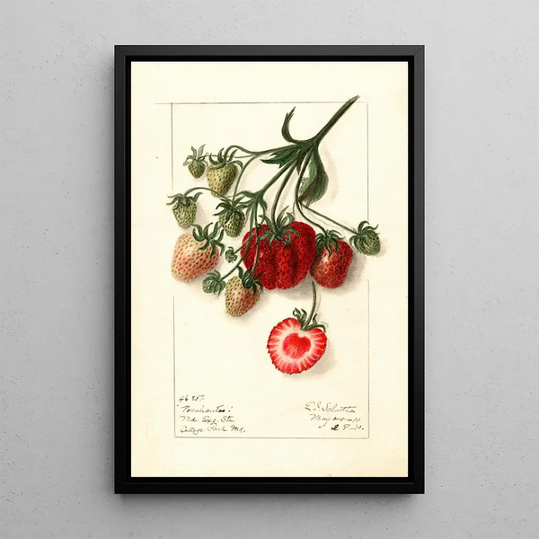 Fragaria Pocahontas - Ellen Isham Schutt — cuadro enmarcado en la pared