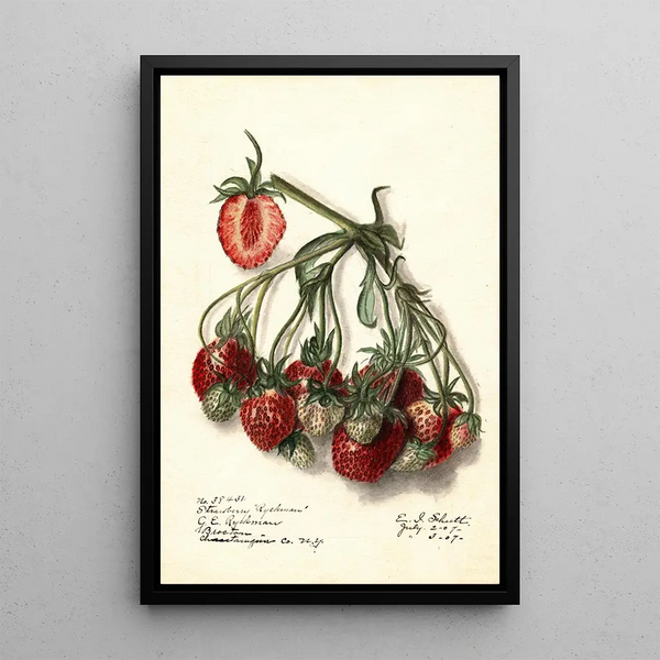 Fragaria Ryckman - Ellen Isham Schutt — framed artwork on a wall