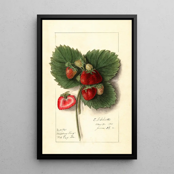 Fragaria Shipping King - Ellen Isham Schutt — framed artwork on a wall