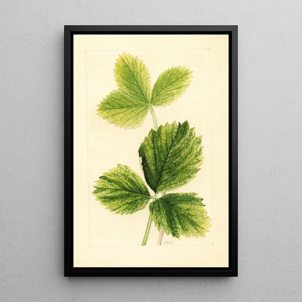 Fragaria Strawberry - Ellen Isham Schutt | Painting — framed artwork on a wall