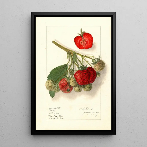 Fragaria Velvet - Ellen Isham Schutt — framed artwork on a wall