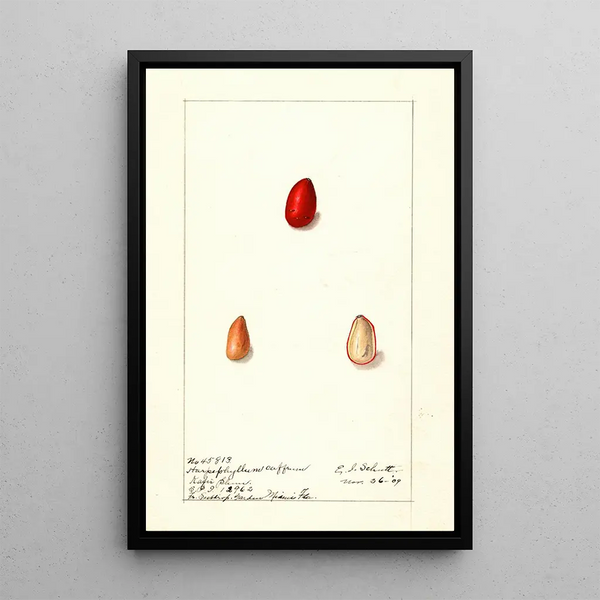 Harpephyllum caffrum - Ellen Isham Schutt — framed artwork on a wall