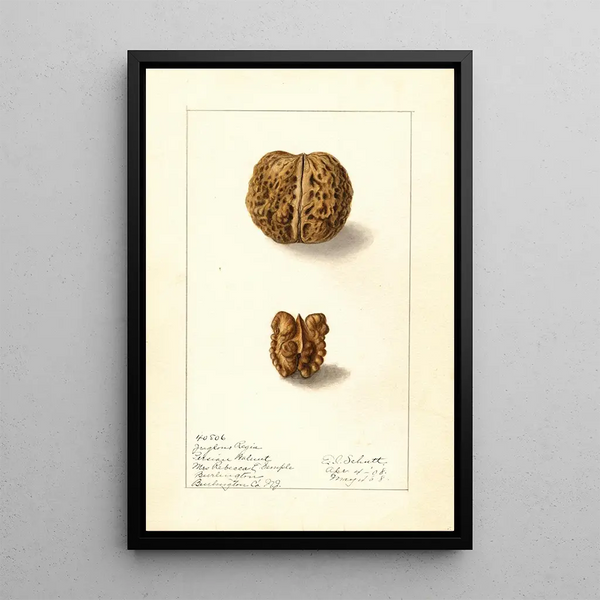 Juglans regia - Ellen Isham Schutt — framed artwork on a wall
