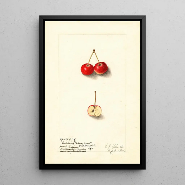 Malus Cherry Crab - Ellen Isham Schutt — framed artwork on a wall