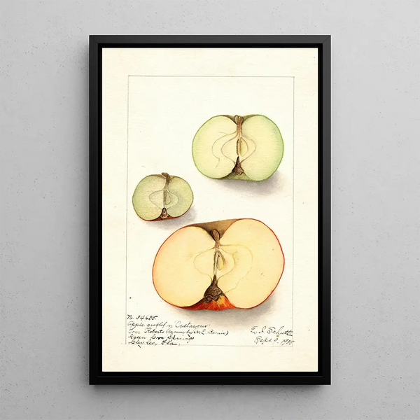 Malus domestica - Ellen Isham Schutt — framed artwork on a wall