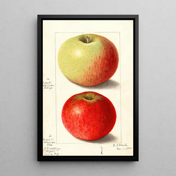 Malus domestica Alexander Tillage - Ellen Isham Schutt — framed artwork on a wall