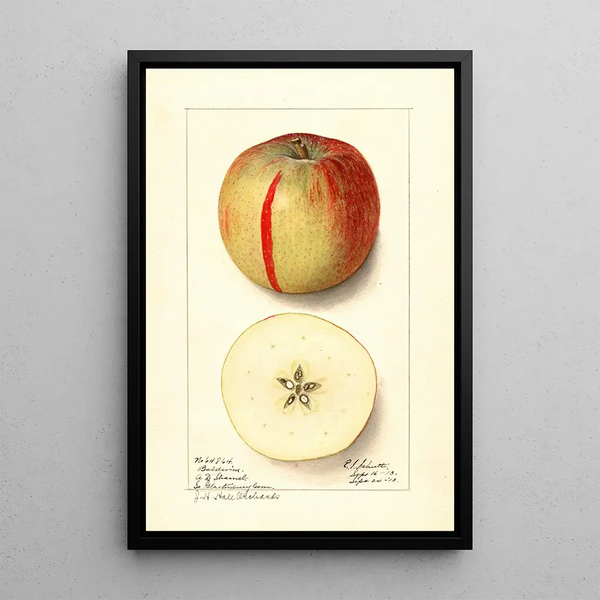Malus domestica Baldwin - Ellen Isham Schutt | Painting — framed artwork on a wall