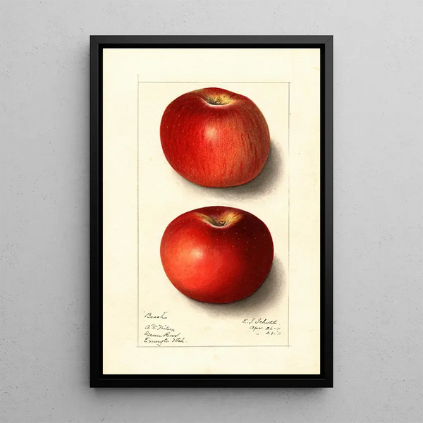 Malus domestica Beach - Ellen Isham Schutt — framed artwork on a wall