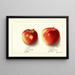 Malus domestica Jonathan - Ellen Isham Schutt — framed artwork on a wall