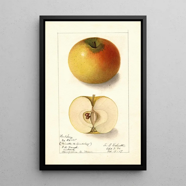 Malus domestica Landsberg - Ellen Isham Schutt — framed artwork on a wall