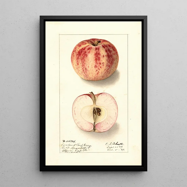 Malus domestica Liveland Raspberry - Ellen Isham Schutt — framed artwork on a wall