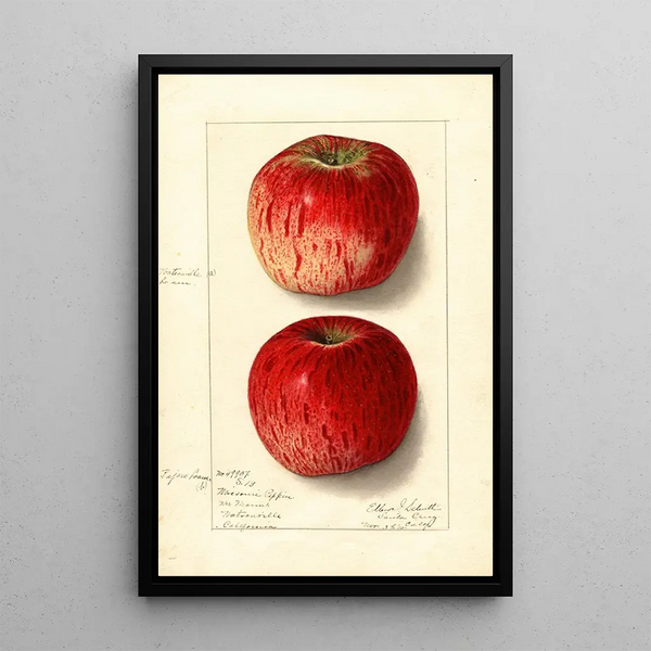 Malus domestica Missouri Pippin - Ellen Isham Schutt | Painting — framed artwork on a wall