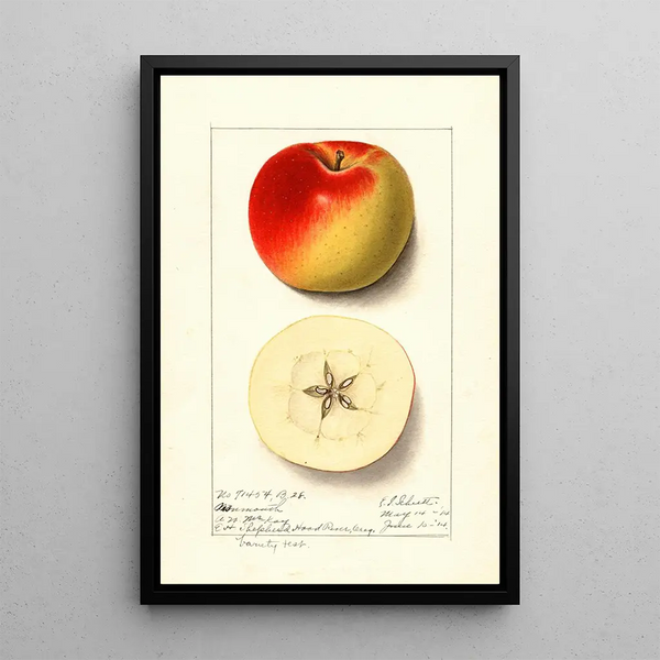 Malus domestica Monmouth - Ellen Isham Schutt — framed artwork on a wall
