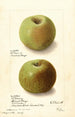 Malus domestica Rhode Island Greening - Ellen Isham Schutt — artwork view