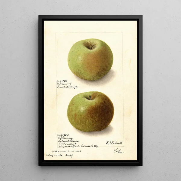 Malus domestica Rhode Island Greening - Ellen Isham Schutt | Cuadro — cuadro enmarcado en la pared