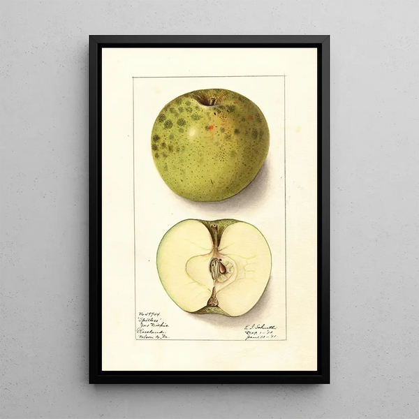 Malus domestica Spotless - Ellen Isham Schutt — framed artwork on a wall