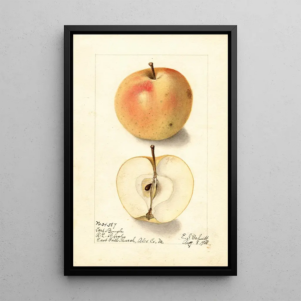 Malus domestica Tart Bough - Ellen Isham Schutt — framed artwork on a wall
