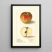 Malus domestica Texala - Ellen Isham Schutt — cuadro enmarcado en la pared