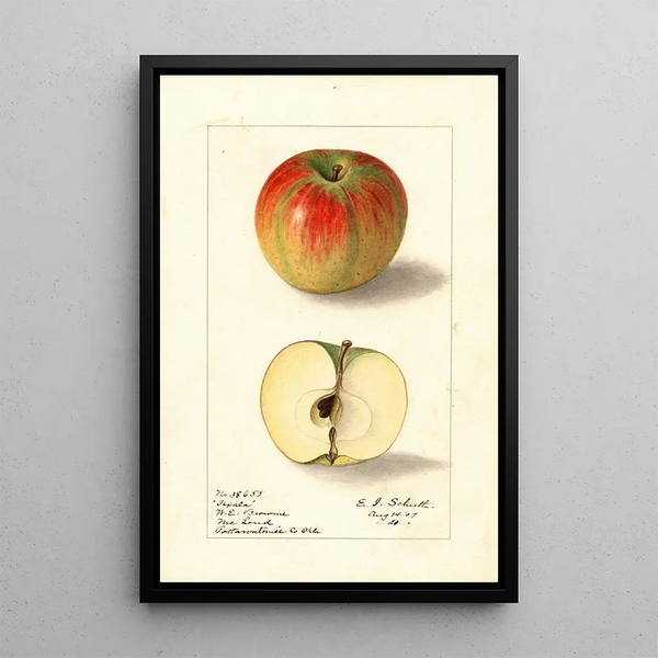 Malus domestica Texala - Ellen Isham Schutt — framed artwork on a wall