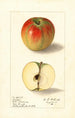 Malus domestica Texala - Ellen Isham Schutt — vista de la obra