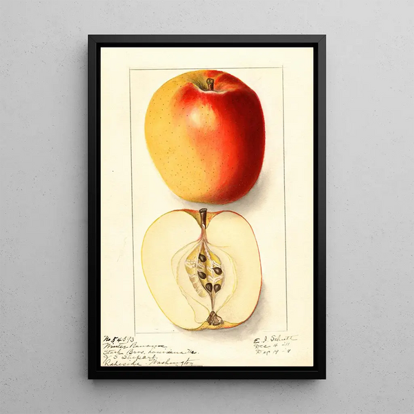 Malus domestica Winter Banana - Ellen Isham Schutt — framed artwork on a wall