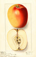 Malus domestica Winter Banana - Ellen Isham Schutt — vista de la obra