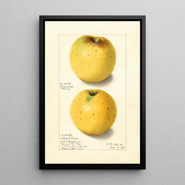 Malus domestica Yellow Bellflower - Ellen Isham Schutt — framed artwork on a wall