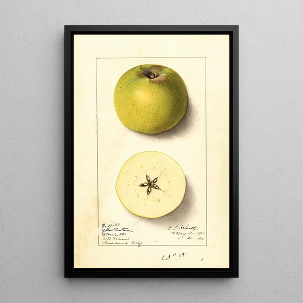 Malus domestica Yellow Newtown - Ellen Isham Schutt — framed artwork on a wall