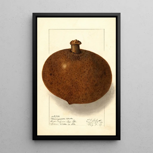 Mammea americana - Ellen Isham Schutt — framed artwork on a wall
