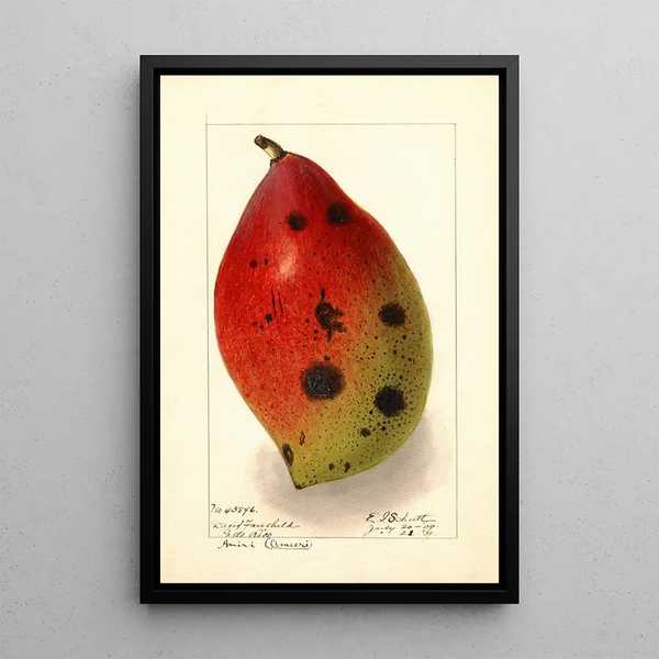 Mangifera indica Ameeri Amiri - Ellen Isham Schutt — framed artwork on a wall